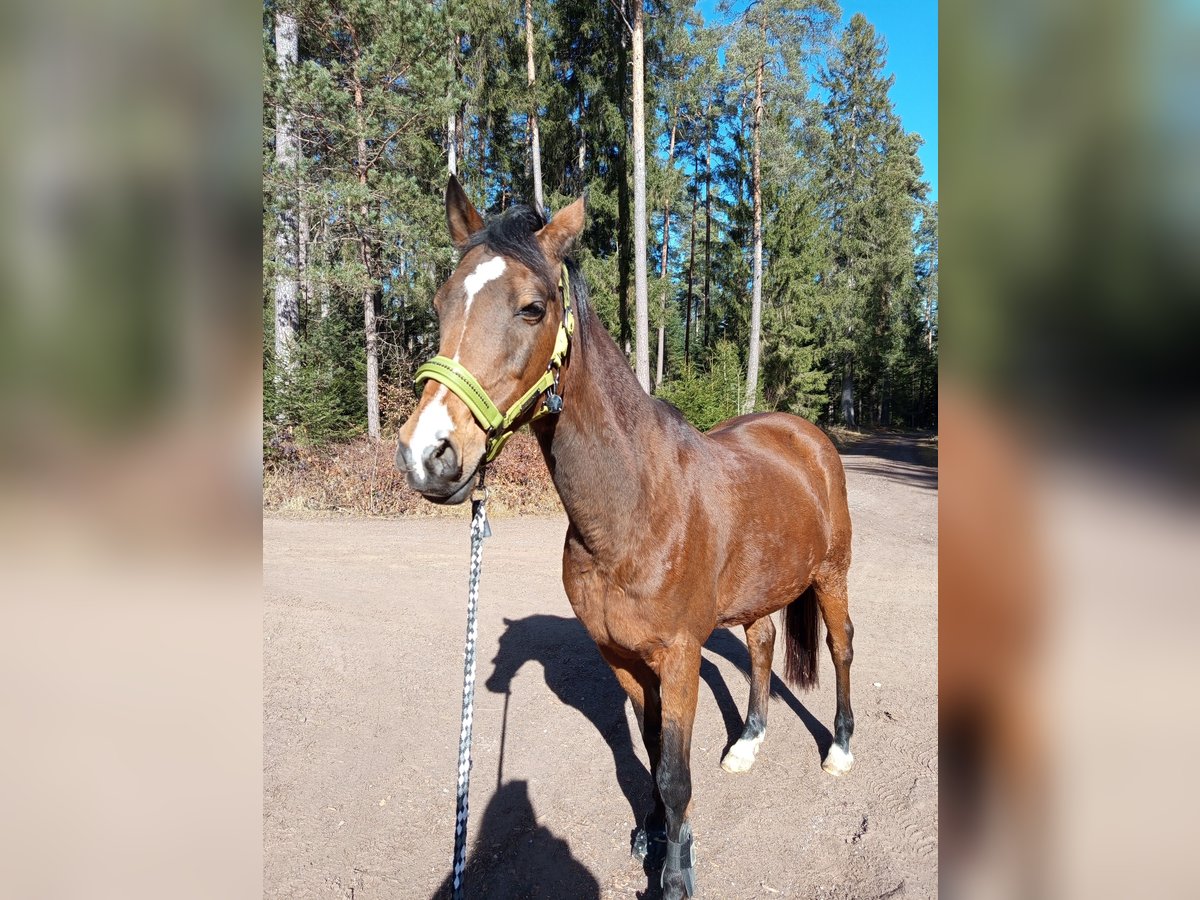 Deutsches Reitpony Stute 20 Jahre 147 cm in Mönchweiler