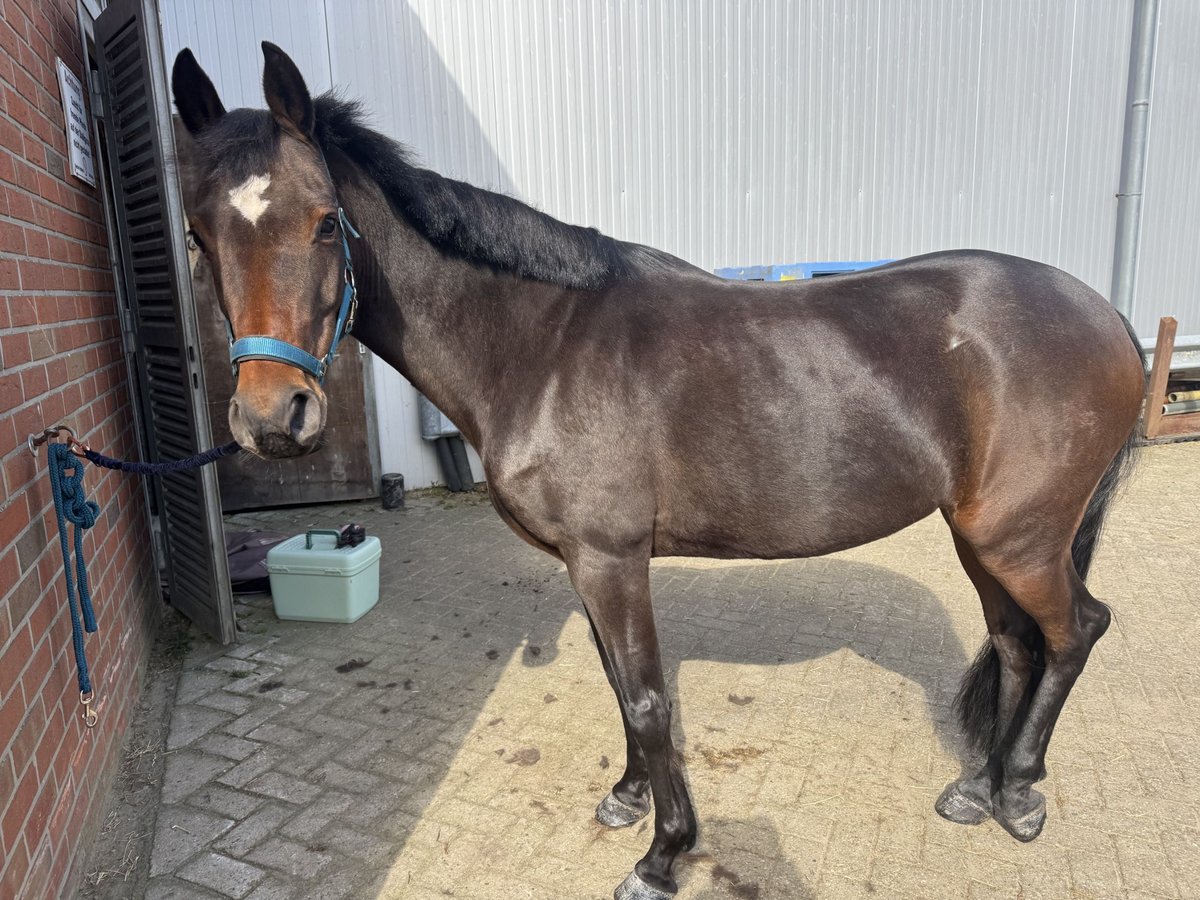 Deutsches Reitpony Stute 20 Jahre 148 cm Dunkelbrauner in Emlichheim