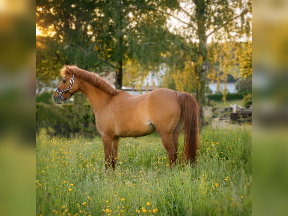 Deutsches Reitpony Stute 21 Jahre 133 cm Fuchs in Zweibr&#xFC;cken