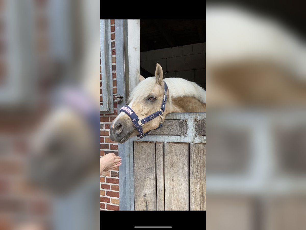 Deutsches Reitpony Stute 21 Jahre 143 cm Palomino in MarlMarl
