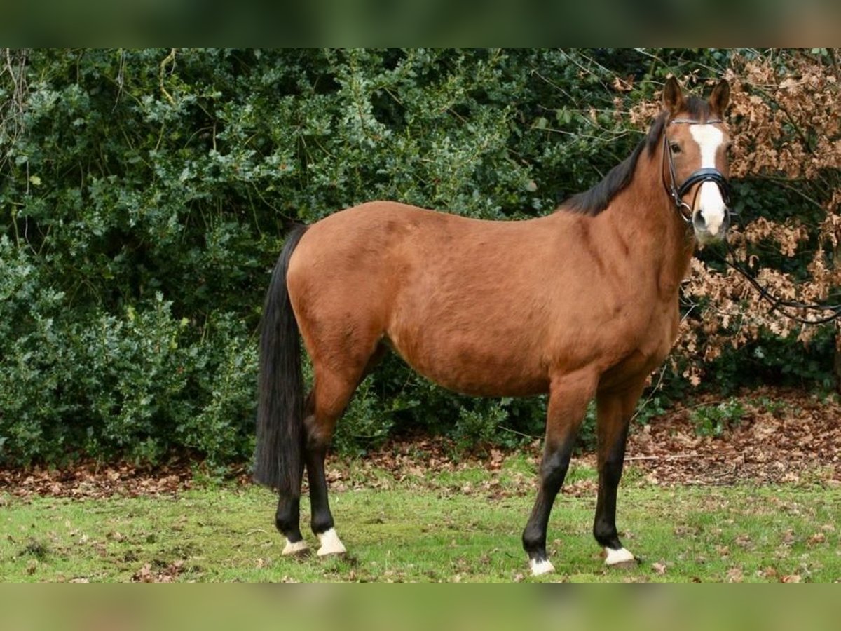 Deutsches Reitpony Stute 21 Jahre 146 cm Brauner in Beverbruch
