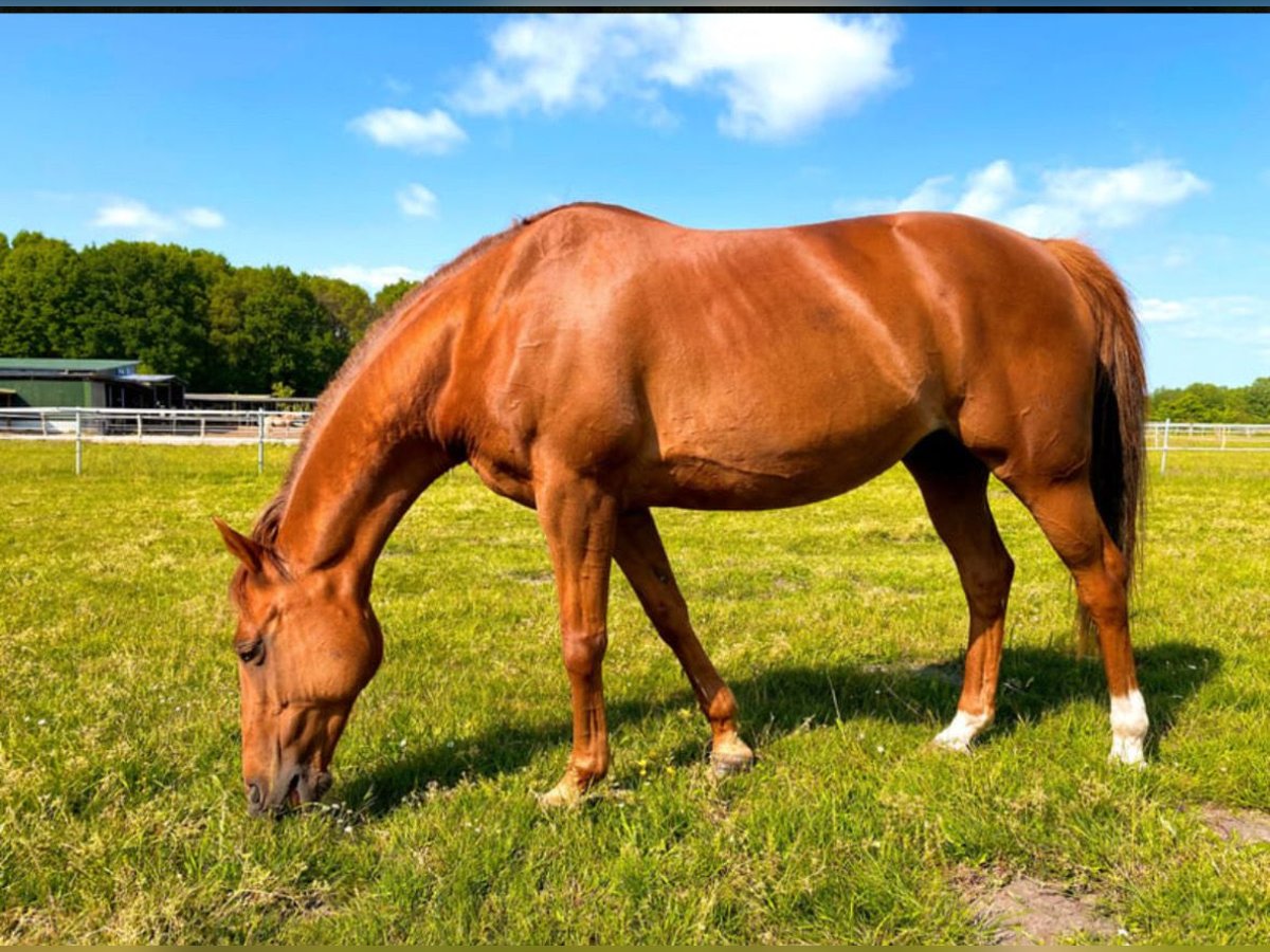 Deutsches Reitpony Stute 21 Jahre 147 cm Dunkelfuchs in Schleswig