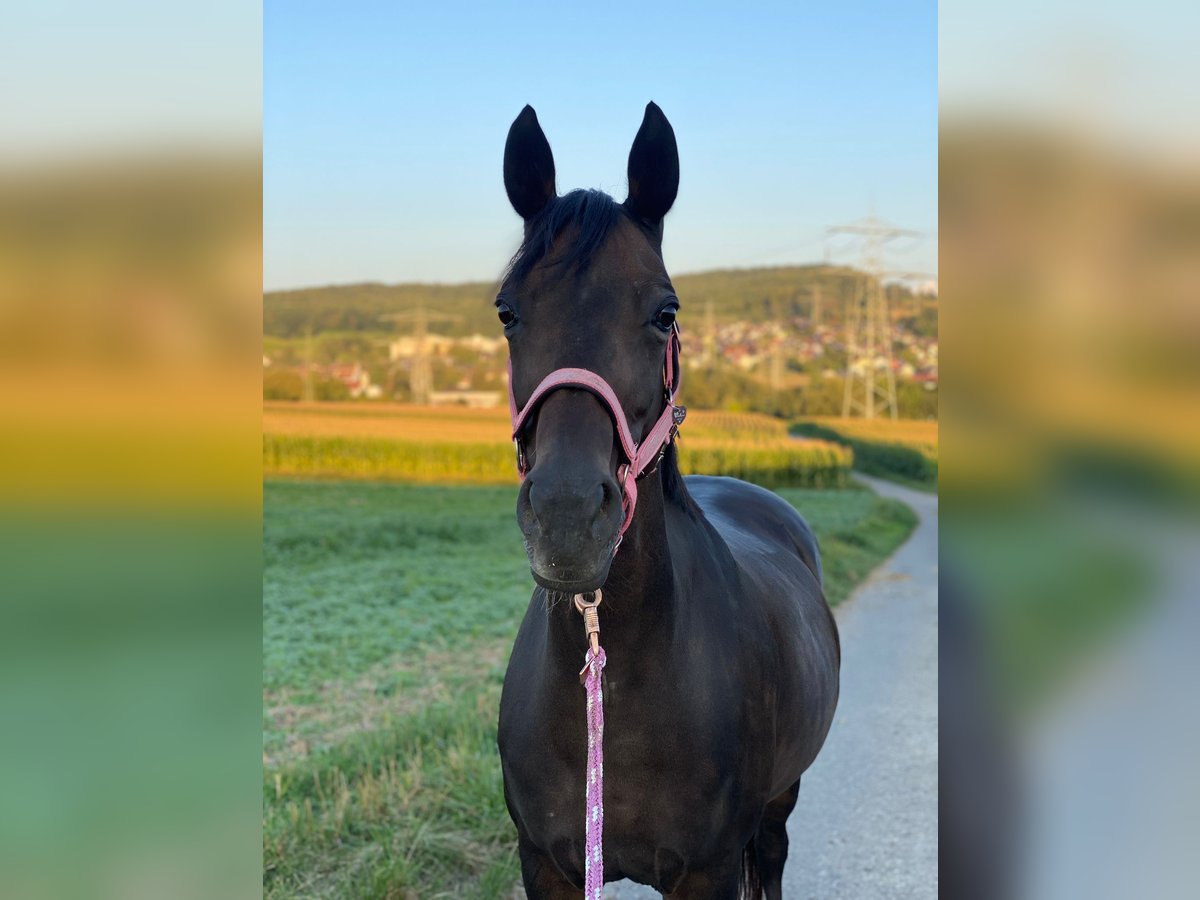 Deutsches Reitpony Stute 21 Jahre 148 cm Dunkelbrauner in Binzen