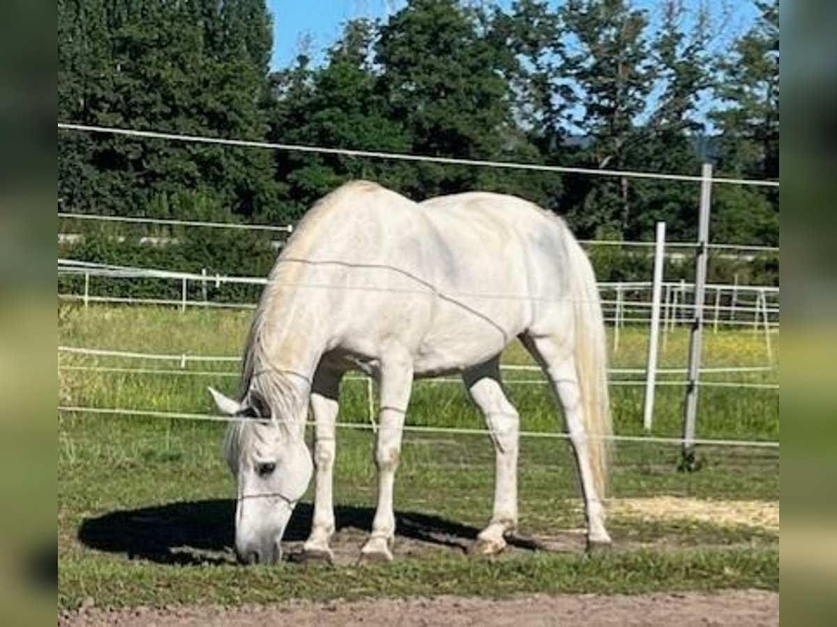 Deutsches Reitpony Stute 21 Jahre 152 cm Schimmel in Neustadt an der Weinstraße