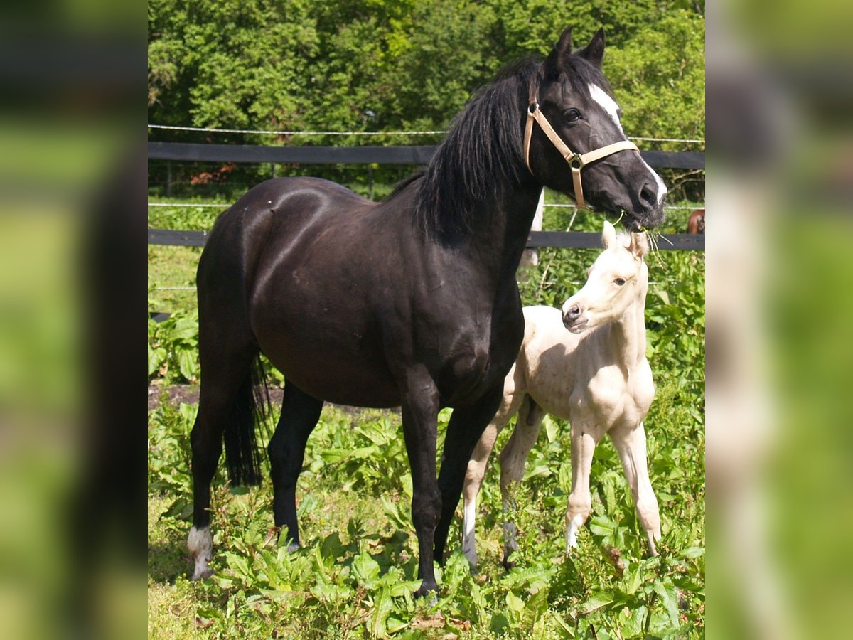 Deutsches Reitpony Stute 22 Jahre 145 cm Rappe in Walchum