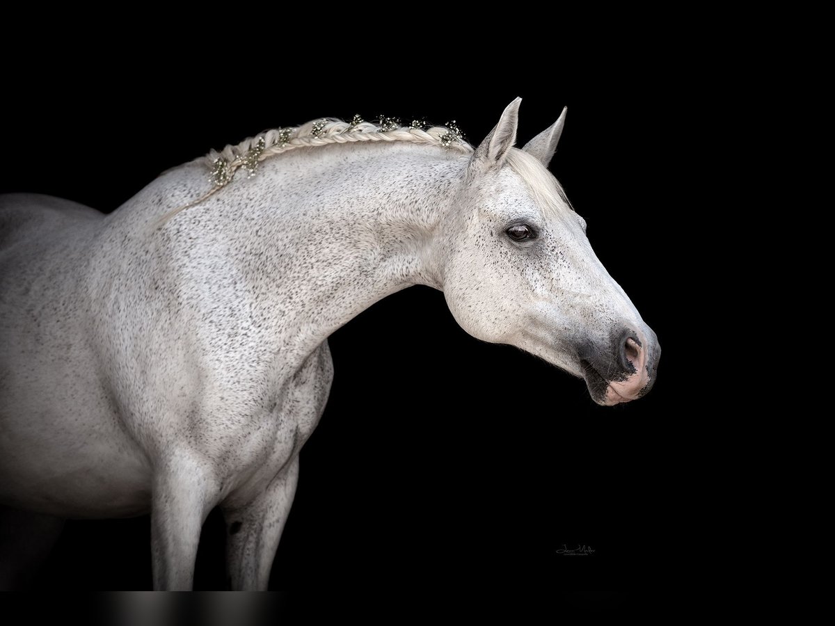 Deutsches Reitpony Stute 22 Jahre 146 cm Schimmel in Laudenbach