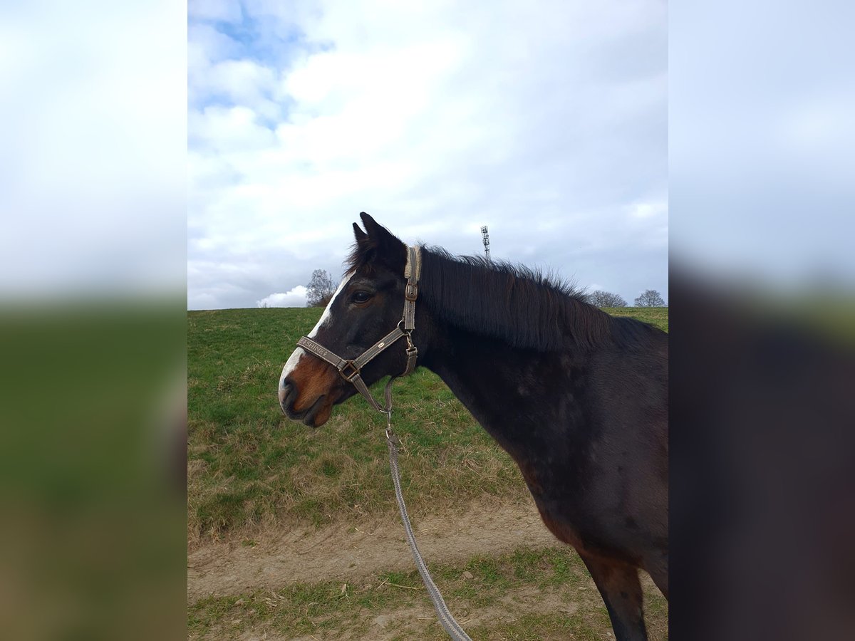 Deutsches Reitpony Stute 22 Jahre 149 cm Dunkelbrauner in Hameln