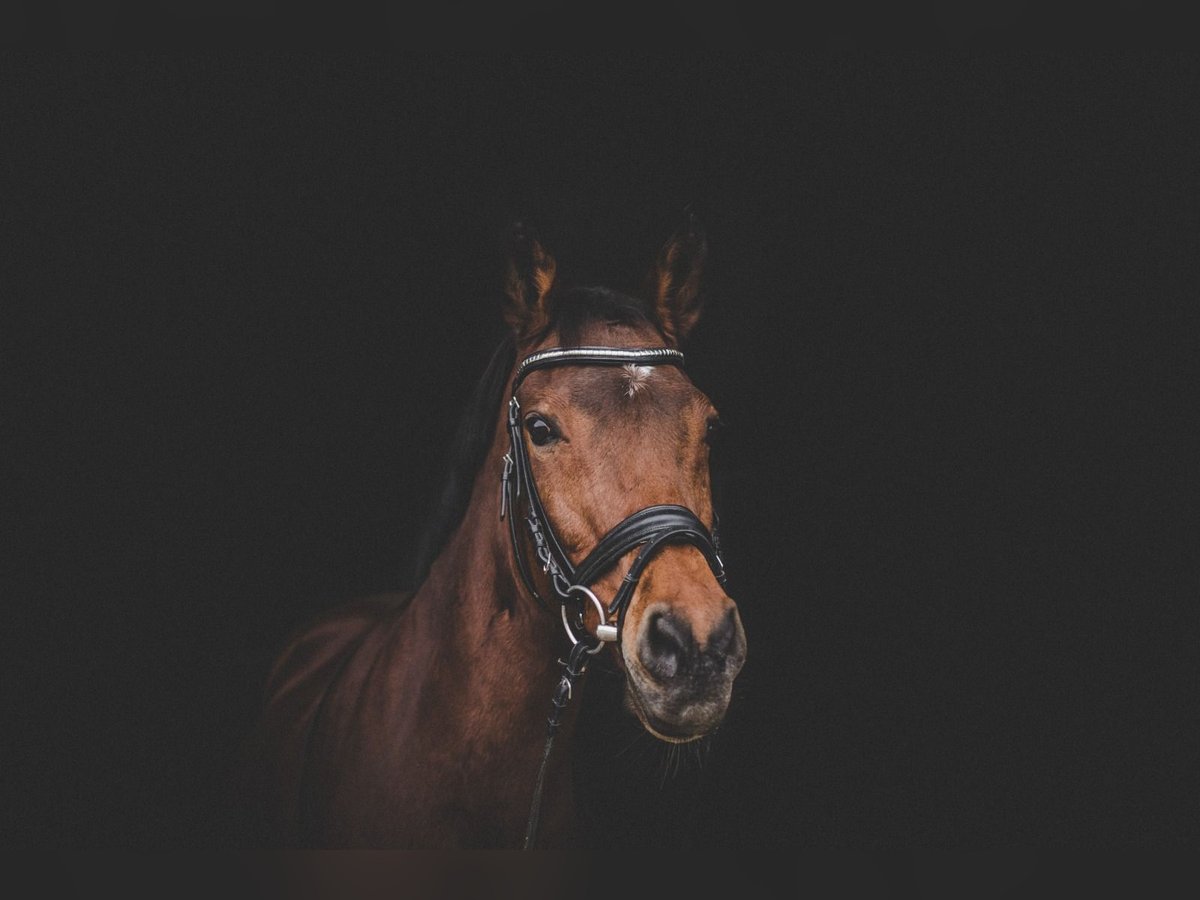 Deutsches Reitpony Stute 23 Jahre 146 cm Brauner in Bergkirchen