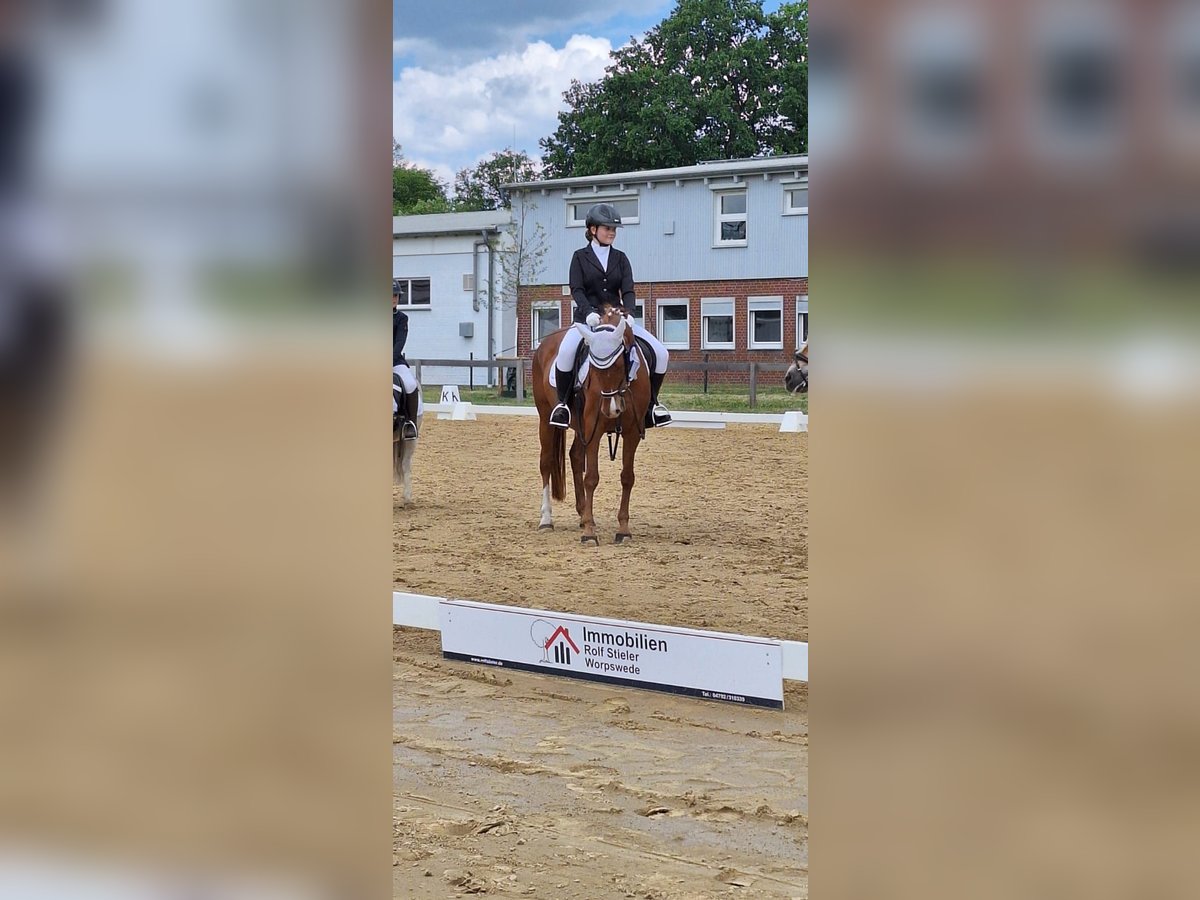 Deutsches Reitpony Stute 23 Jahre 148 cm Fuchs in Ritterhude