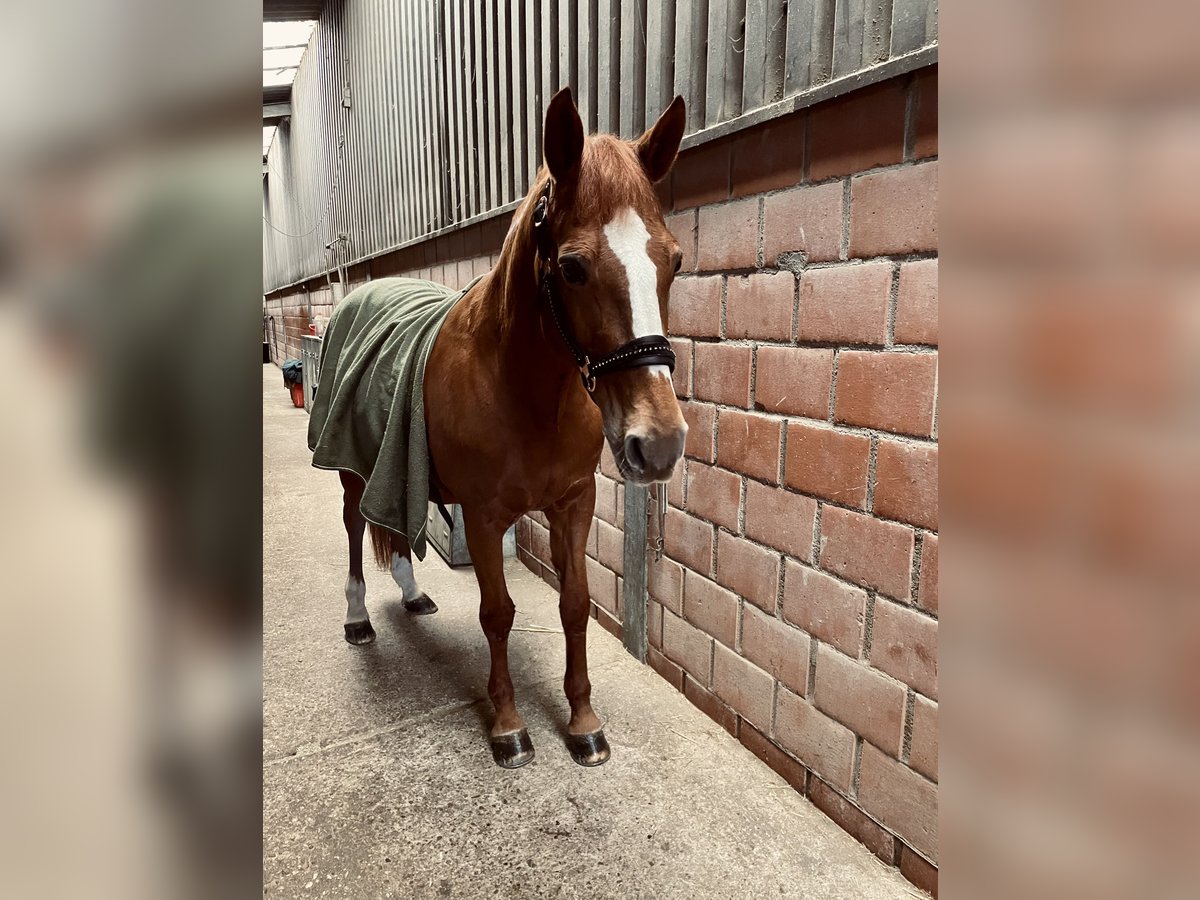 Deutsches Reitpony Stute 23 Jahre 150 cm Fuchs in Stolberg (Rheinland)