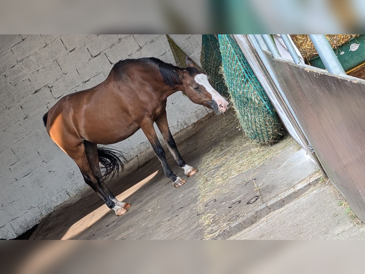 Deutsches Reitpony Stute 24 Jahre 146 cm Hellbrauner in Solingen