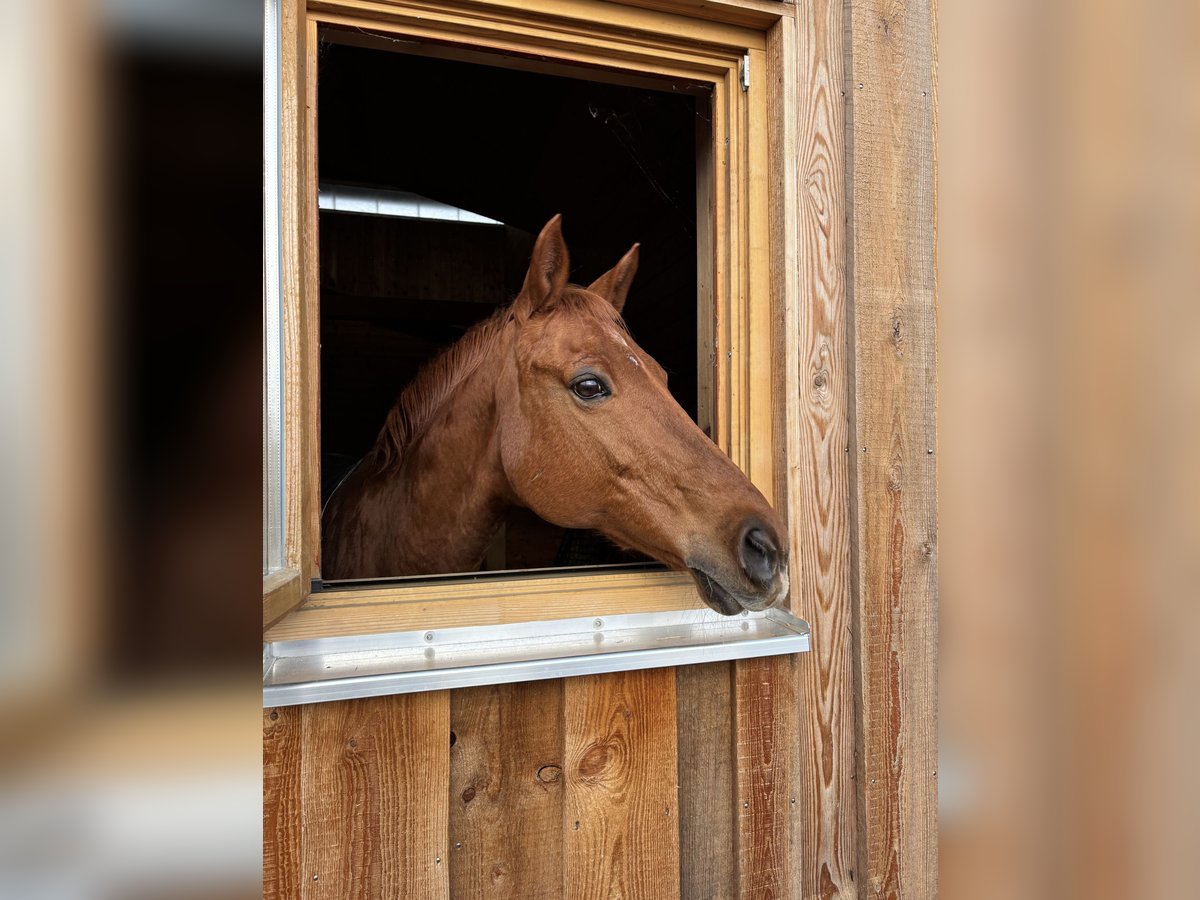Deutsches Reitpony Stute 25 Jahre 140 cm in Traiskirchen