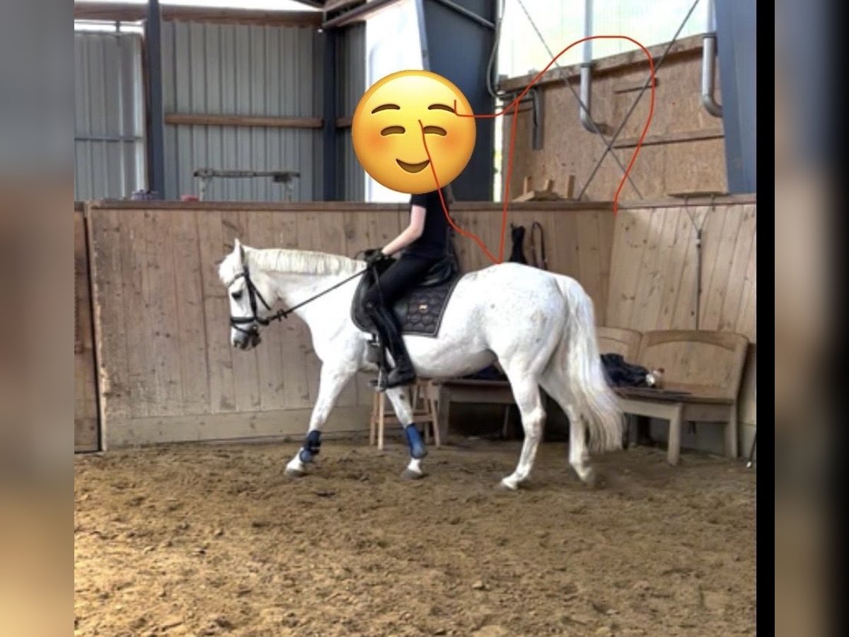 Deutsches Reitpony Stute 27 Jahre 136 cm Schimmel in Lasbek