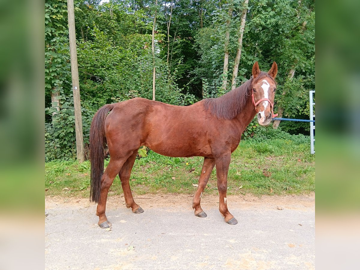 Deutsches Reitpony Stute 27 Jahre 147 cm Fuchs in Waldstetten