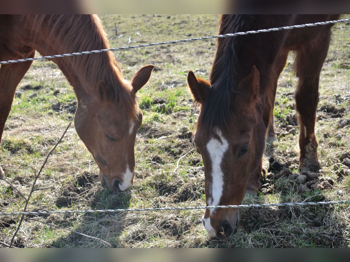 Deutsches Reitpony Stute 28 Jahre 147 cm Fuchs in Waldstetten