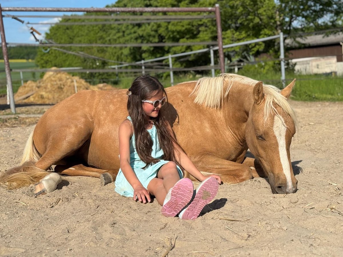 Deutsches Reitpony Stute 2 Jahre 139 cm Palomino in Usingen