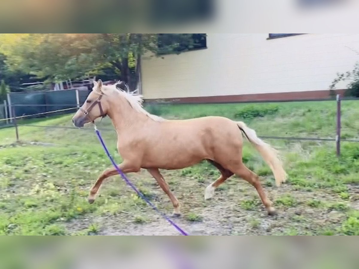 Deutsches Reitpony Stute 2 Jahre 140 cm Falbe in Usingen