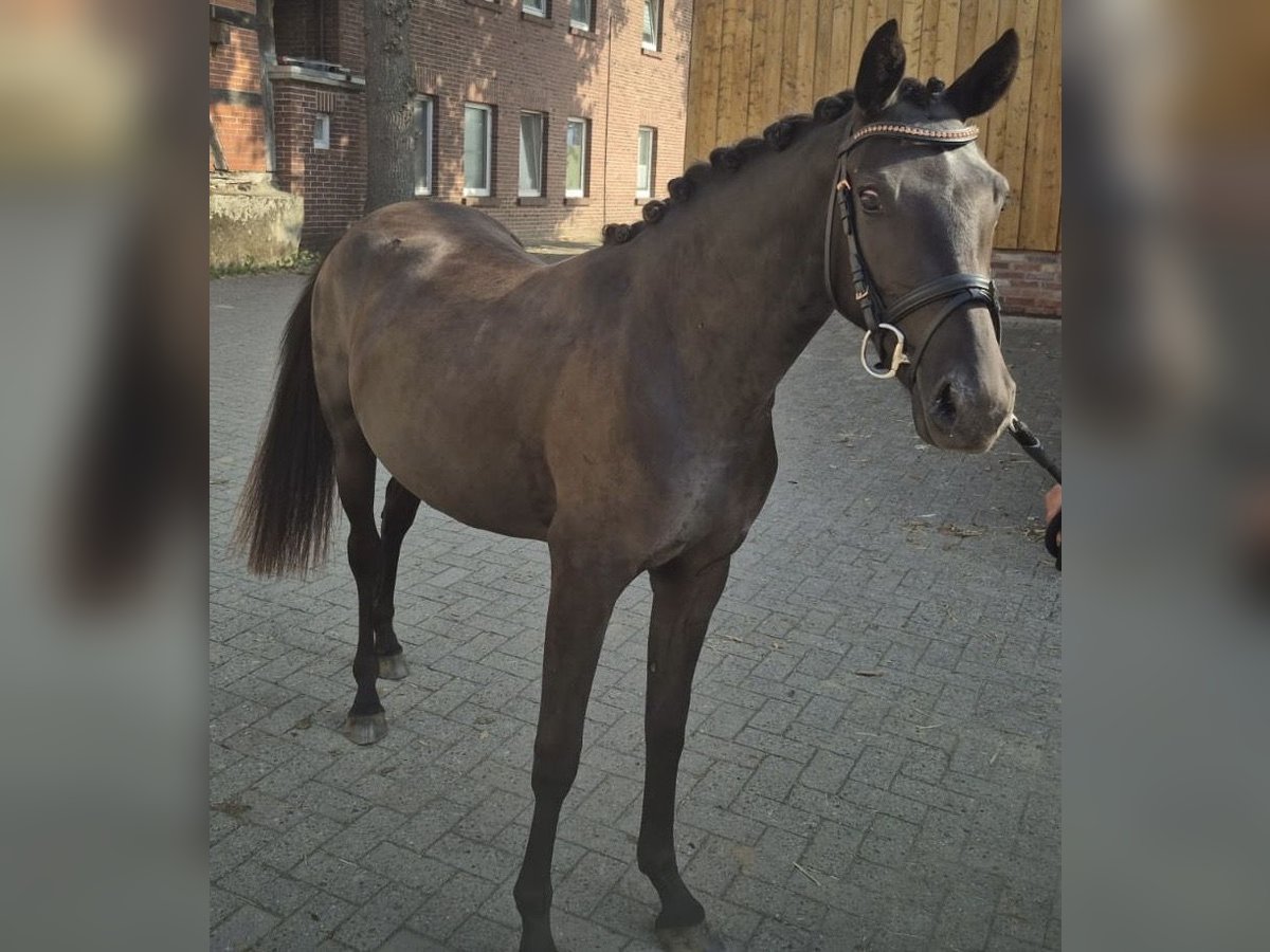 Deutsches Reitpony Stute 2 Jahre 143 cm Dunkelbrauner in Alfhausen