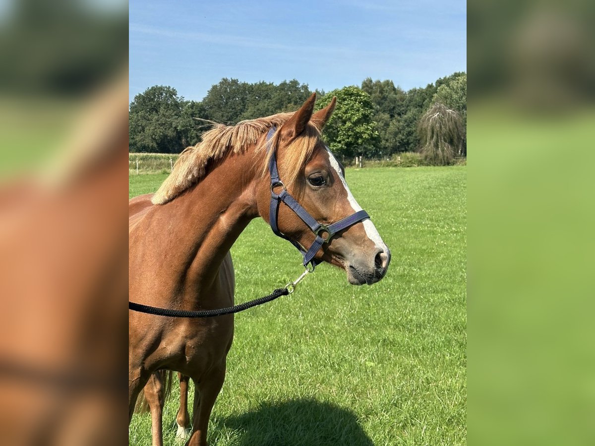 Deutsches Reitpony Stute 2 Jahre 143 cm Fuchs in Langwedel