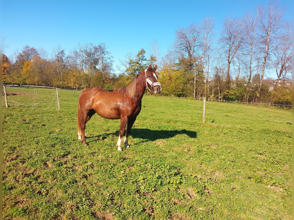 Deutsches Reitpony Stute 2 Jahre 144 cm Dunkelfuchs in Opfenbach