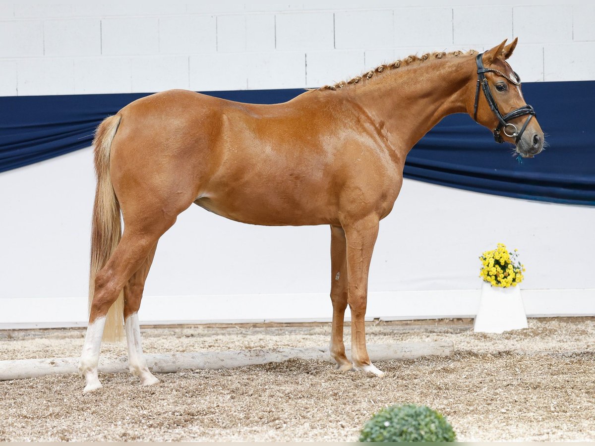 Deutsches Reitpony Stute 2 Jahre 144 cm Fuchs in Marsberg