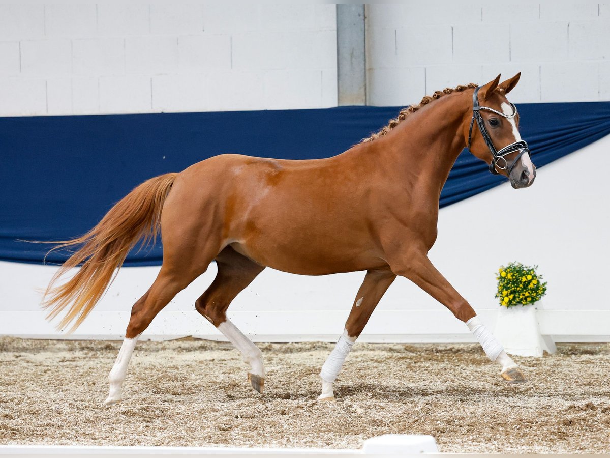 Deutsches Reitpony Stute 2 Jahre 144 cm Fuchs in Marsberg