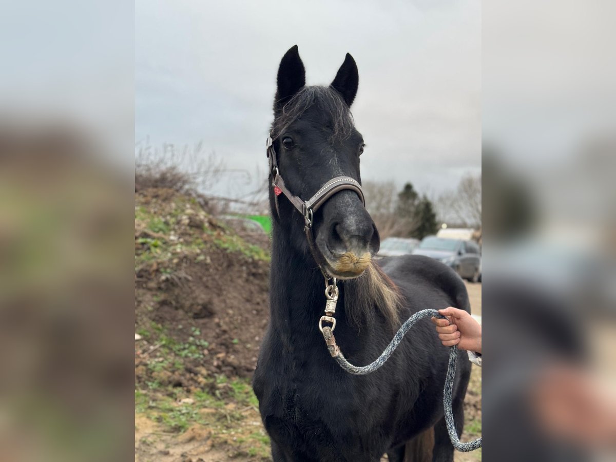 Deutsches Reitpony Stute 2 Jahre 144 cm Kann Schimmel werden in Dannau