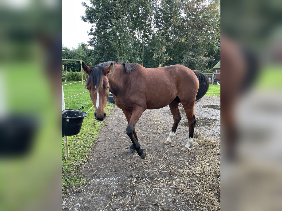 Deutsches Reitpony Stute 2 Jahre 145 cm Brauner in Risum-Lindholm