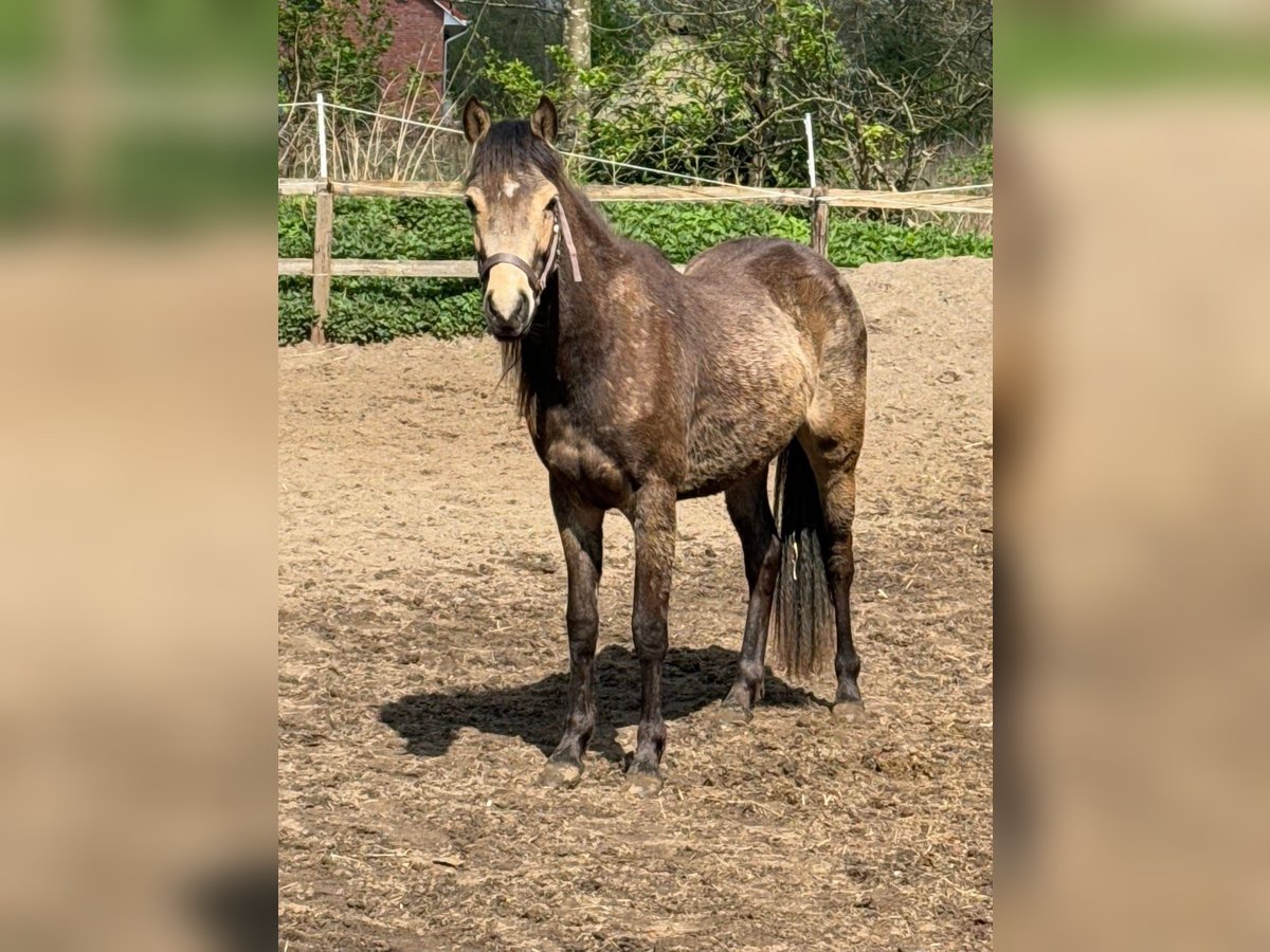 Deutsches Reitpony Stute 2 Jahre 145 cm Buckskin in Worpswede