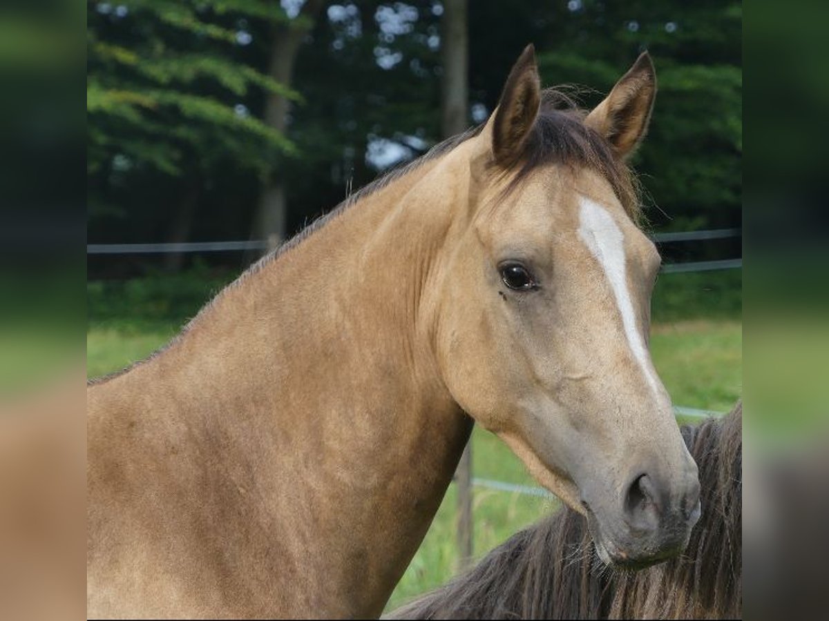 Deutsches Reitpony Stute 2 Jahre 145 cm in Eckernförde