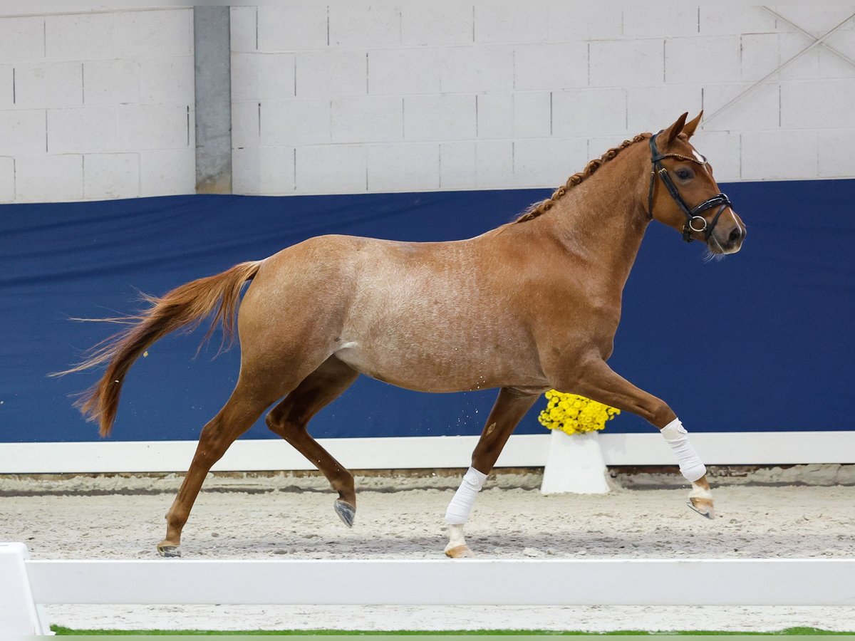 Deutsches Reitpony Stute 2 Jahre 145 cm Fuchs in Marsberg