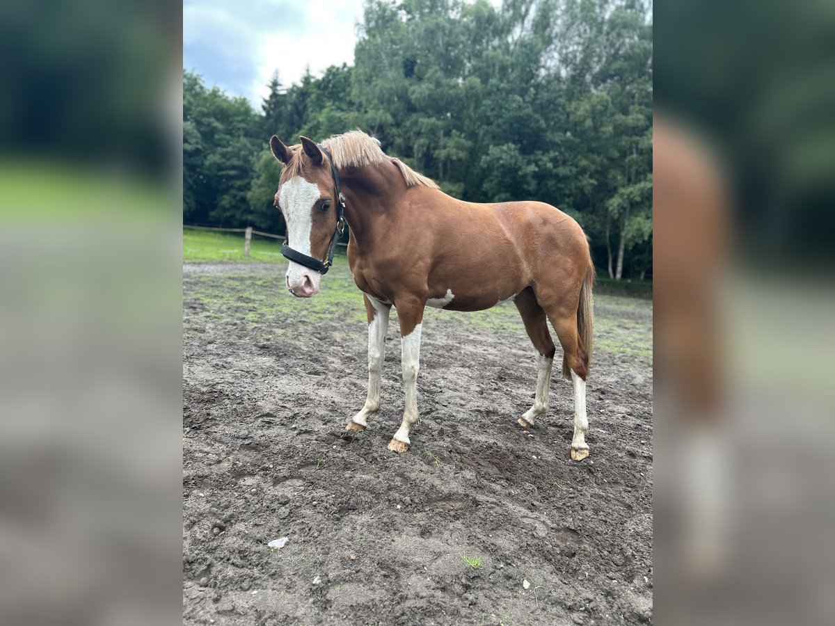 Deutsches Reitpony Stute 2 Jahre 145 cm Fuchs in Wolmersdorf