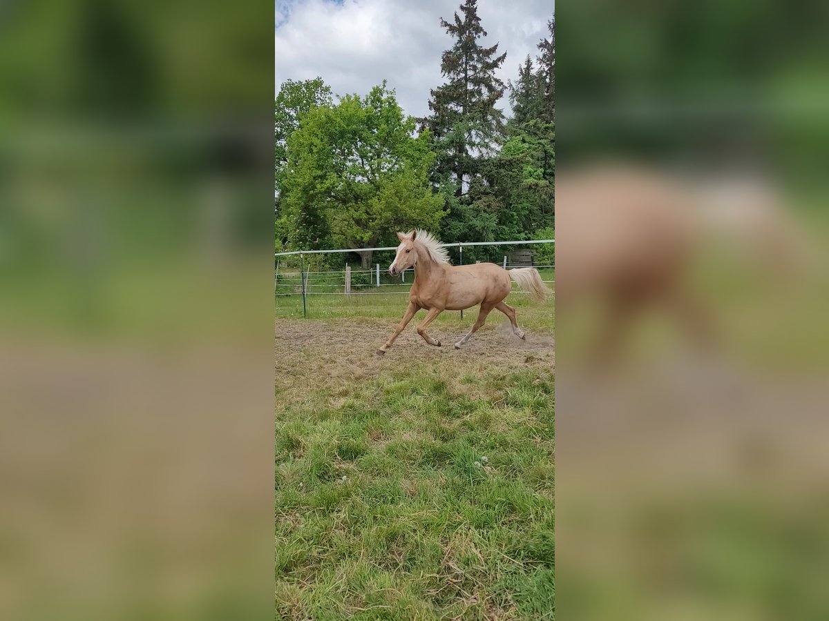 Deutsches Reitpony Stute 2 Jahre 145 cm Palomino in Husum