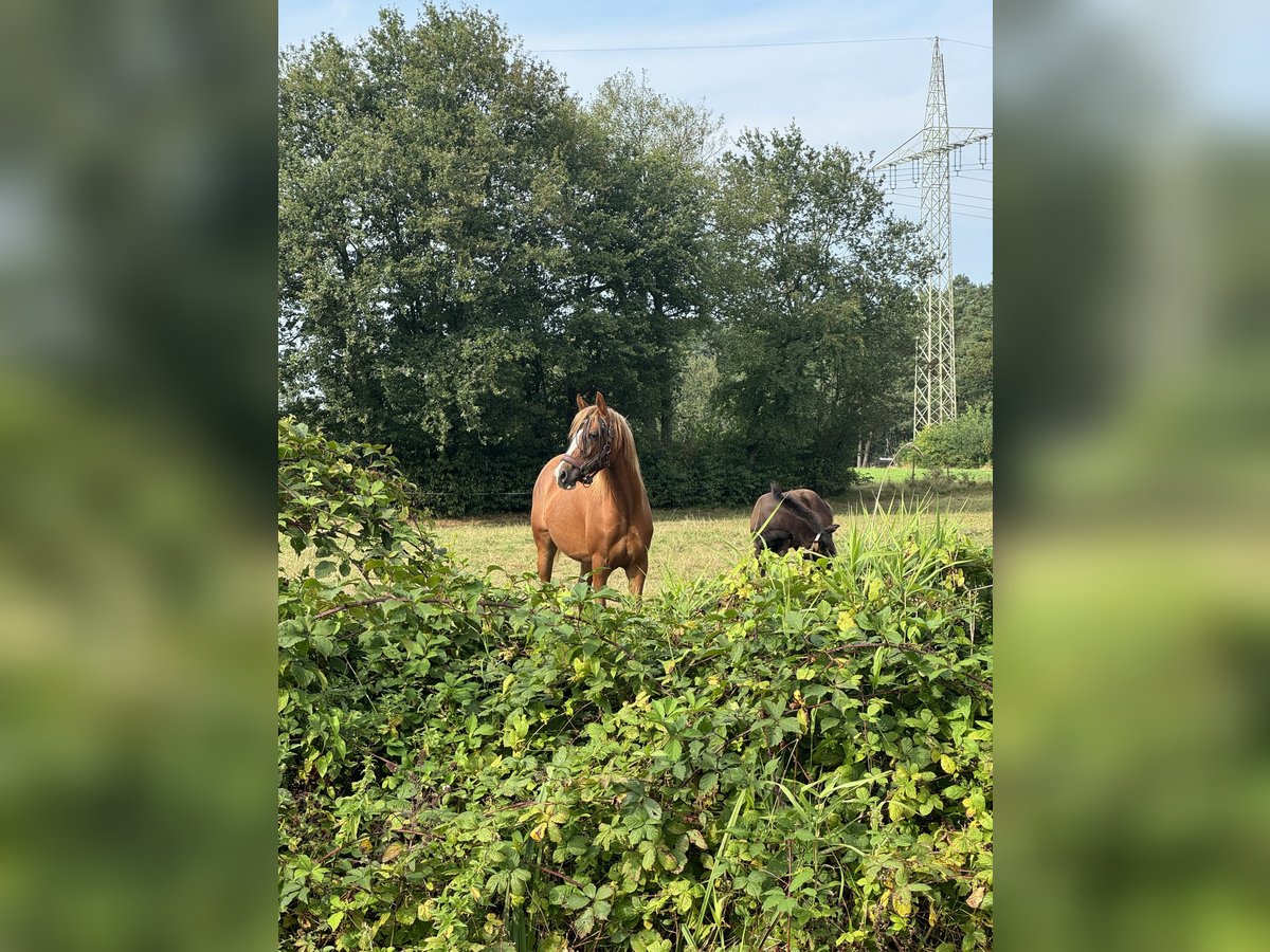 Deutsches Reitpony Stute 2 Jahre 145 cm Rotfuchs in Hassendorf