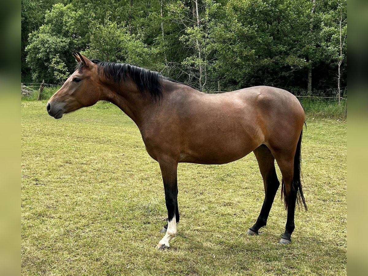 Deutsches Reitpony Stute 2 Jahre 146 cm in Neustadt an der Orla