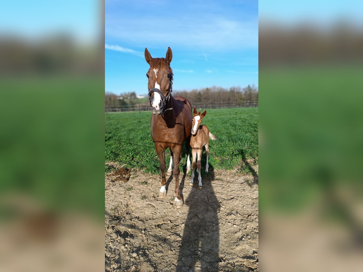 Deutsches Reitpony Stute 2 Jahre 146 cm Fuchs in Steinersdorf