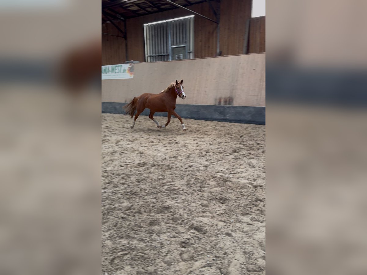 Deutsches Reitpony Stute 2 Jahre 146 cm Fuchs in Wegeleben