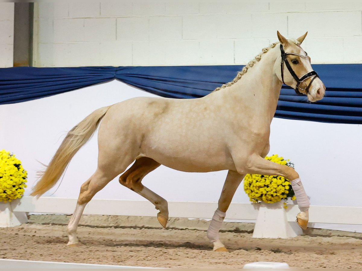 Deutsches Reitpony Stute 2 Jahre 146 cm Palomino in Marsberg