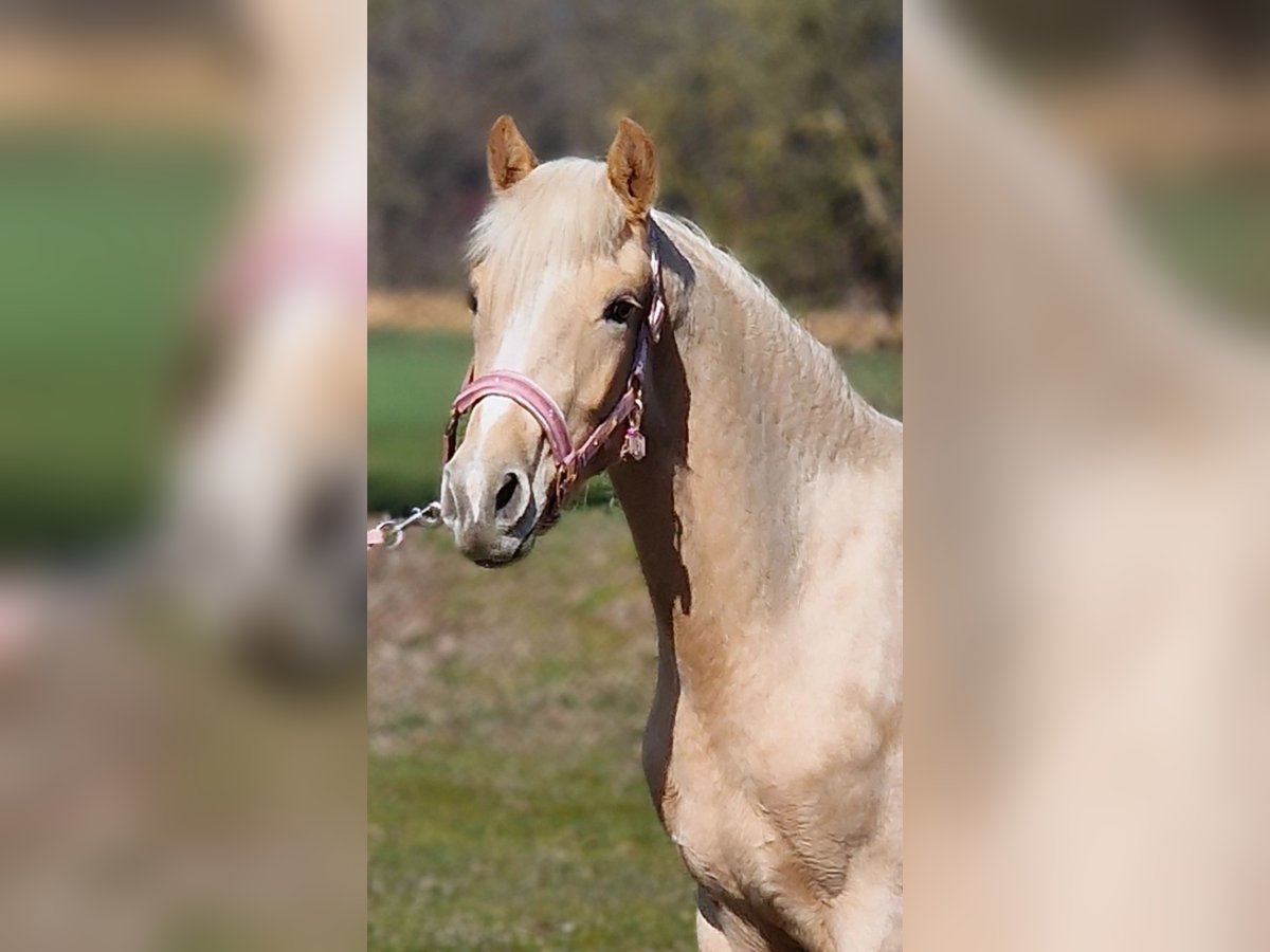 Deutsches Reitpony Stute 2 Jahre 146 cm Palomino in Warendorf