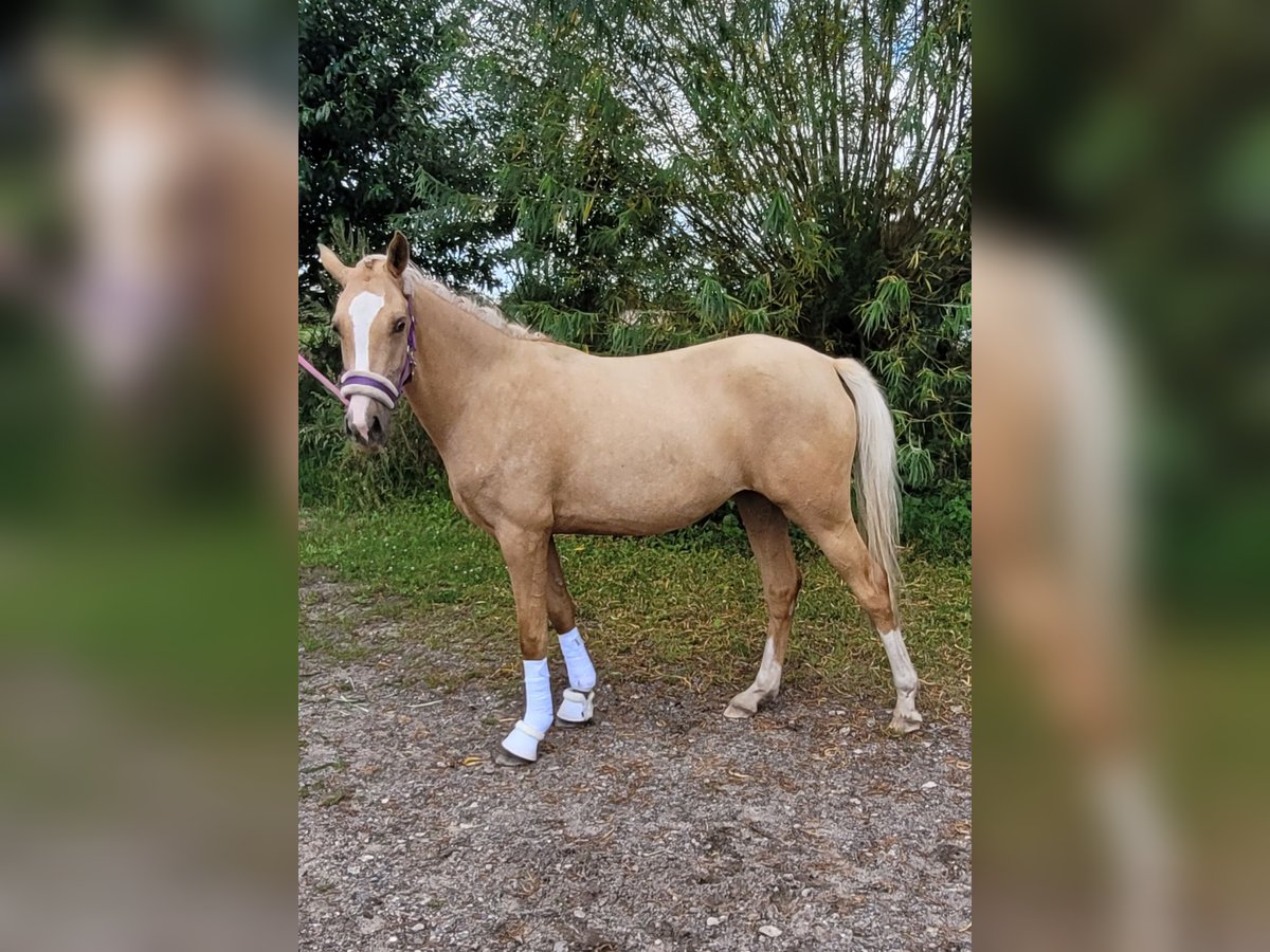 Deutsches Reitpony Stute 2 Jahre 146 cm Palomino in Schob&#xFC;ll