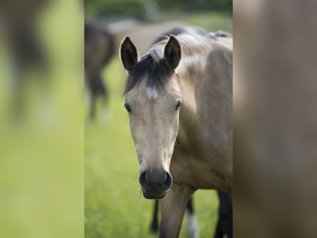 Deutsches Reitpony Stute 2 Jahre 147 cm Buckskin in Neuss