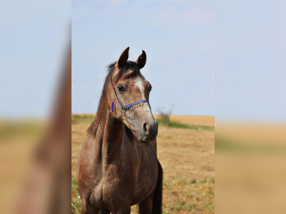 Deutsches Reitpony Stute 2 Jahre 147 cm Kann Schimmel werden in Schmölln