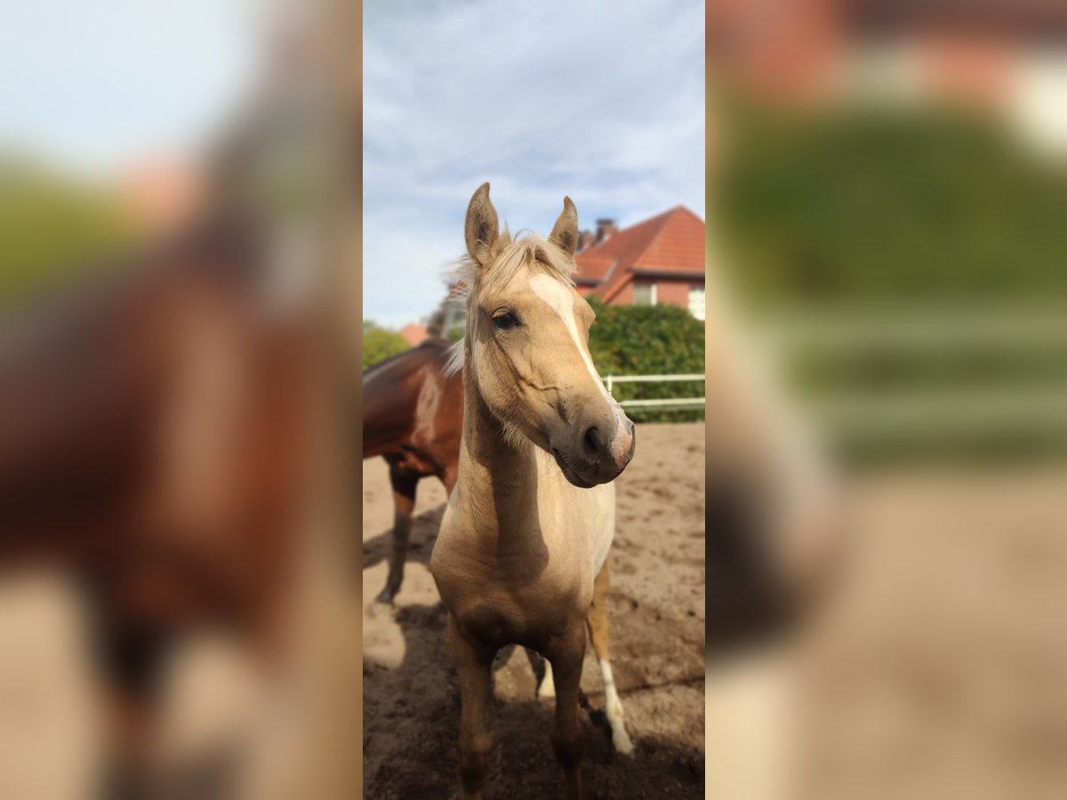 Deutsches Reitpony Stute 2 Jahre 147 cm Palomino in Jesteburg