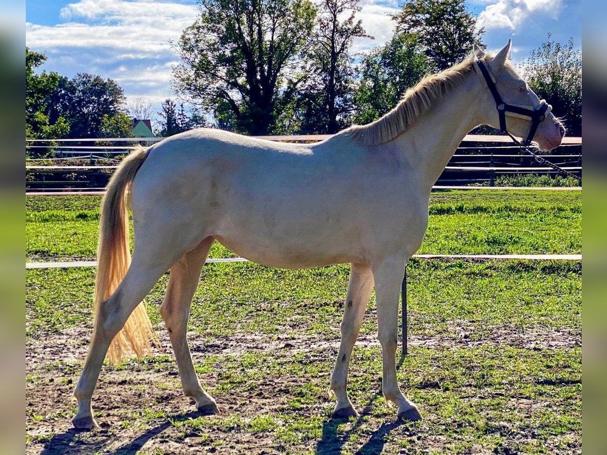 Deutsches Reitpony Stute 2 Jahre 148 cm Perlino in Werl