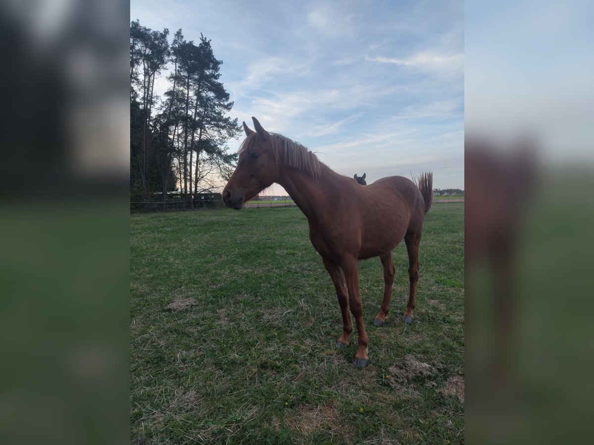 Deutsches Reitpony Stute 2 Jahre 148 cm Rotfuchs in Gunzenhausen Deutsches Reitpony Stute 2 Jahre 148 cm Rotfuchs in Gunzenhausen