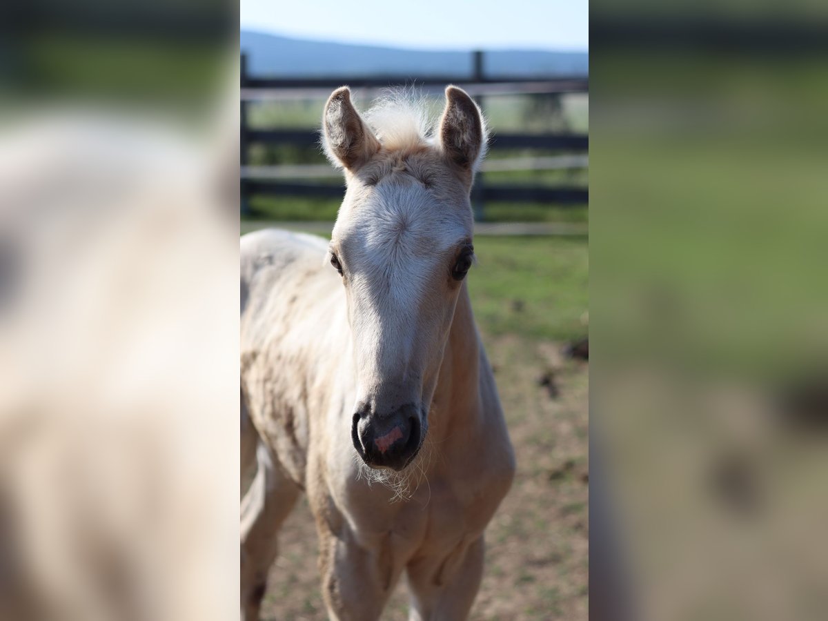 Deutsches Reitpony Stute 2 Jahre 150 cm Palomino in Himmelkron