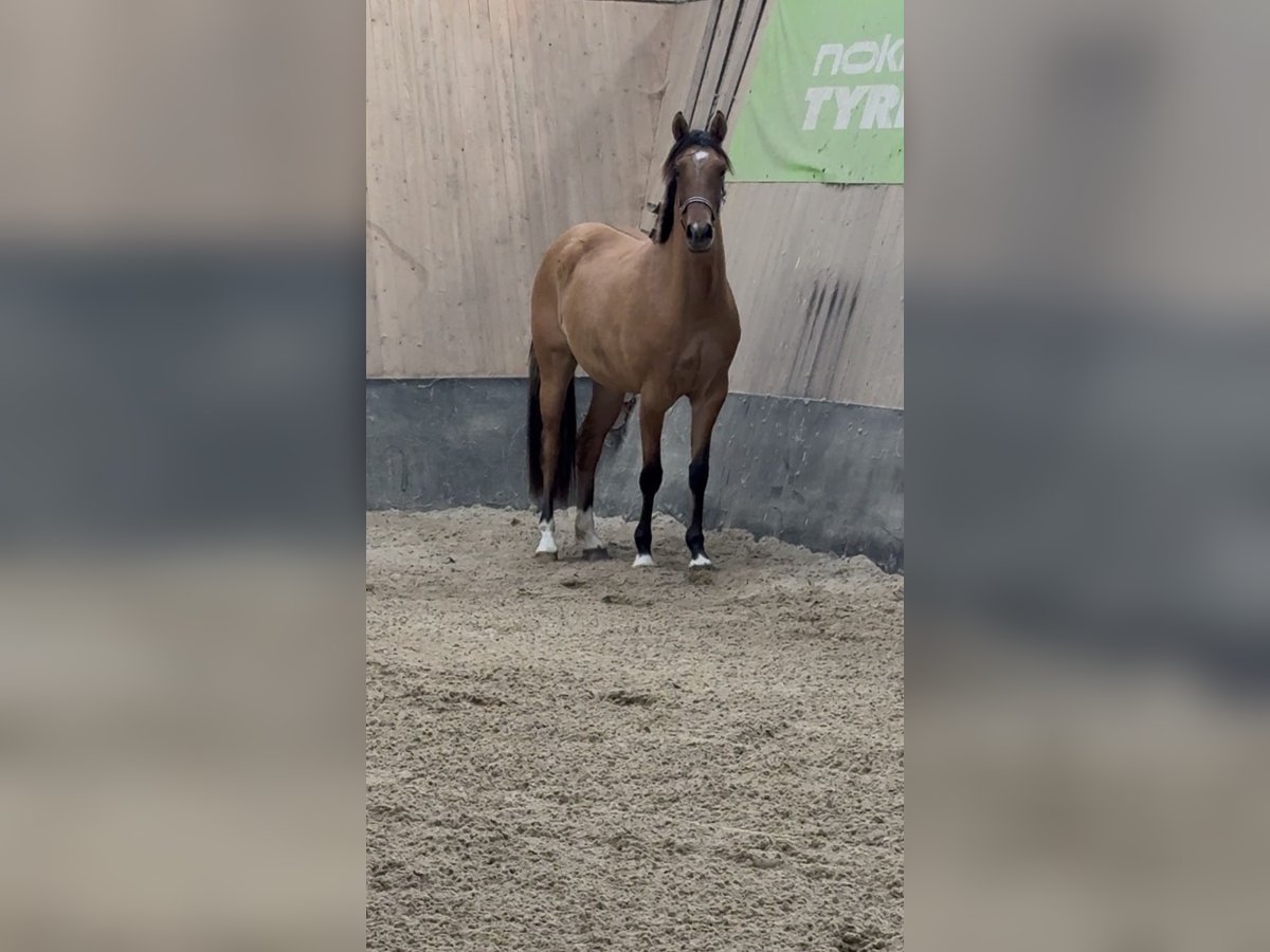 Deutsches Reitpony Stute 2 Jahre 152 cm Buckskin in WegelebenWegeleben