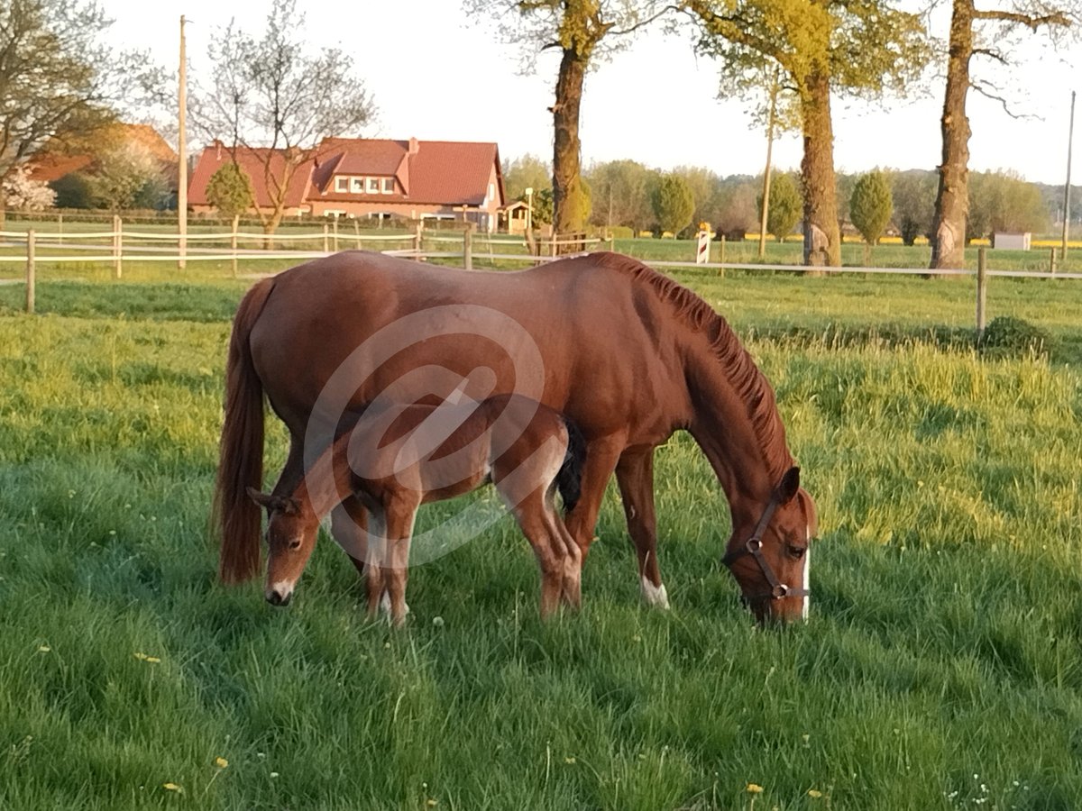 Deutsches Reitpony Stute 2 Jahre Brauner in Wesel