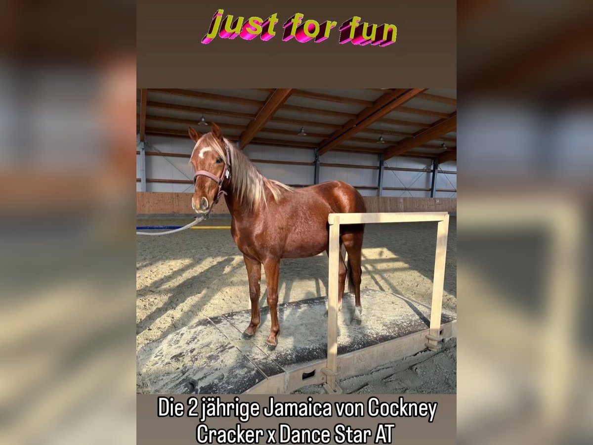 Deutsches Reitpony Stute 2 Jahre Dunkelfuchs in Stuhr