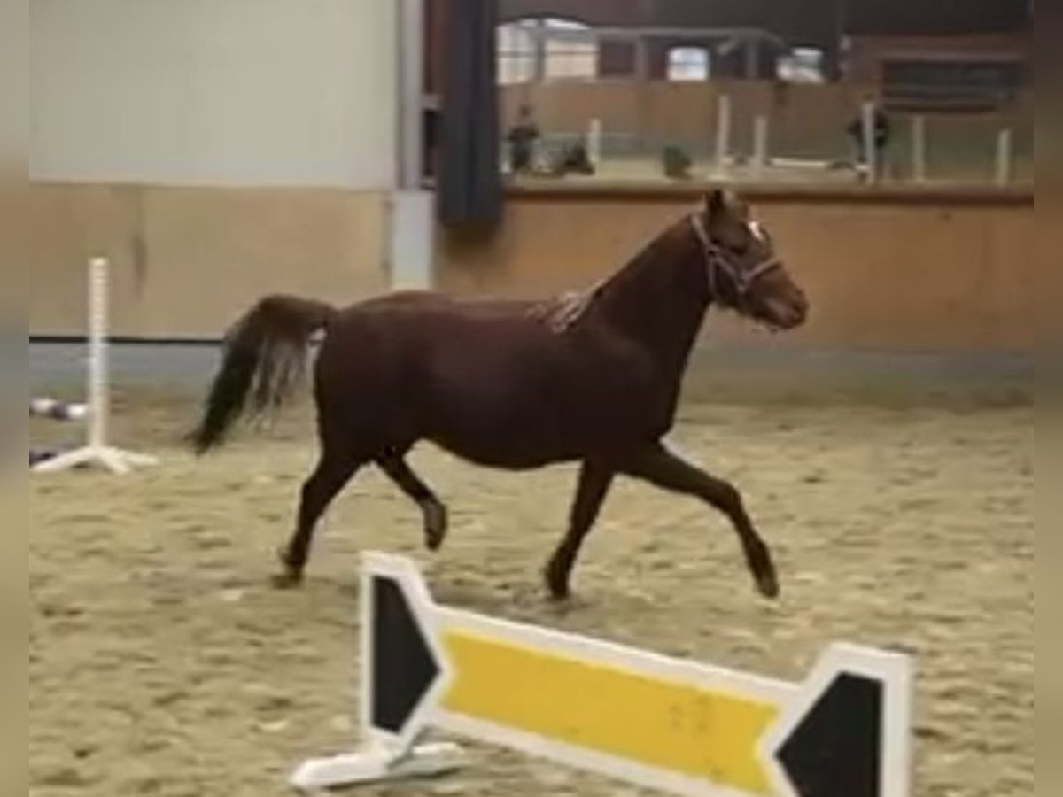 Deutsches Reitpony Stute 2 Jahre Dunkelfuchs in Stuhr